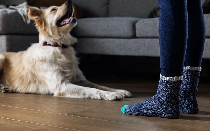 dog laying on floor looking up at person